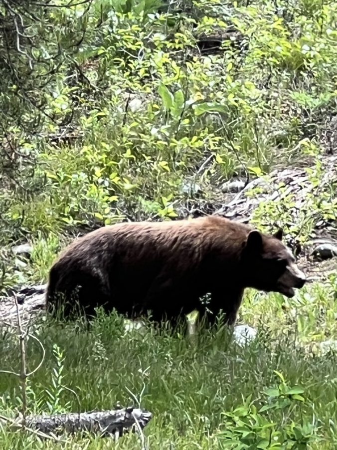 Brown Bear