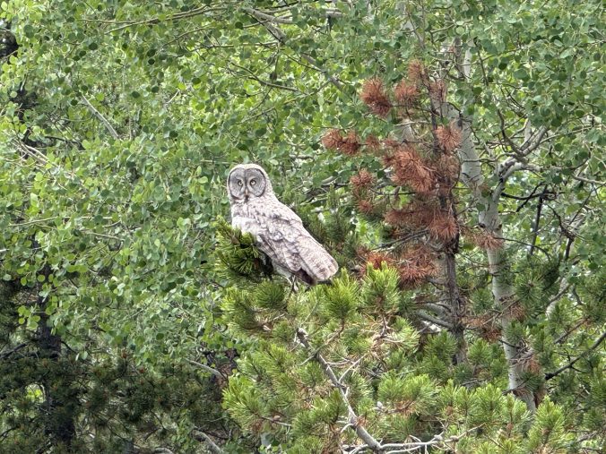 Great Grey Owl