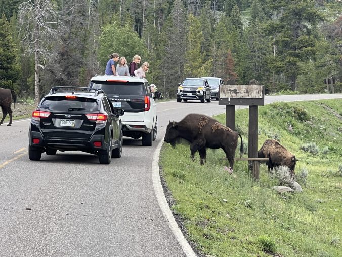 Bison Jam