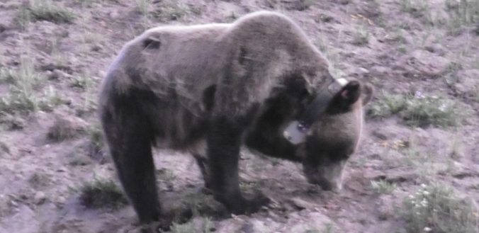 Young Grizzly