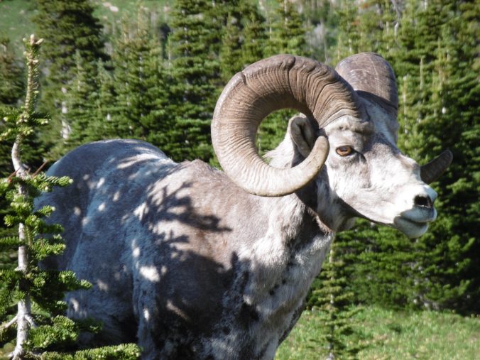 Big Hon Sheep